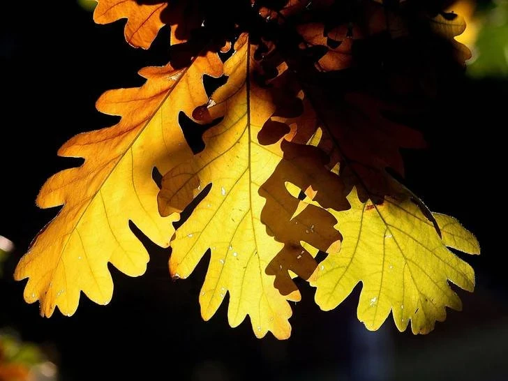 Поздравления в стихах и прозе с праздником Покрова Пресвятой Богородицы 14 октября 2025 года