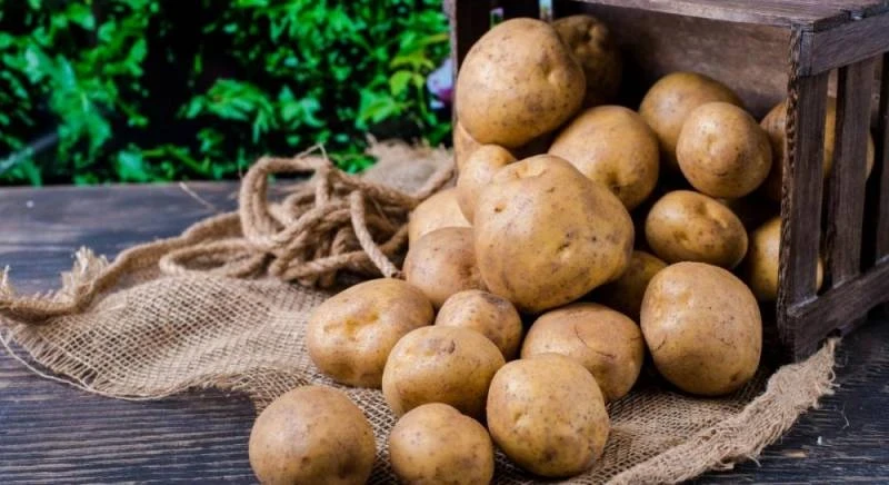 Секрет раскрыт! Дачники рассказали, как сохранить картофель свежим зимой