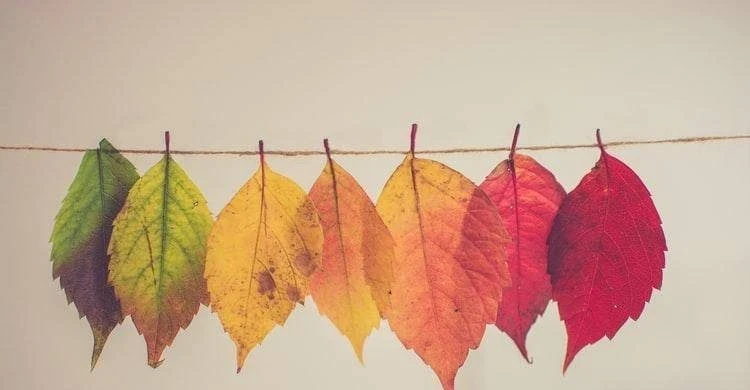 День собирания осенних листьев празднуют 15 октября