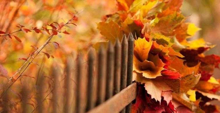 Что можно и нельзя делать по приметам в праздники 15 октября 2025 года