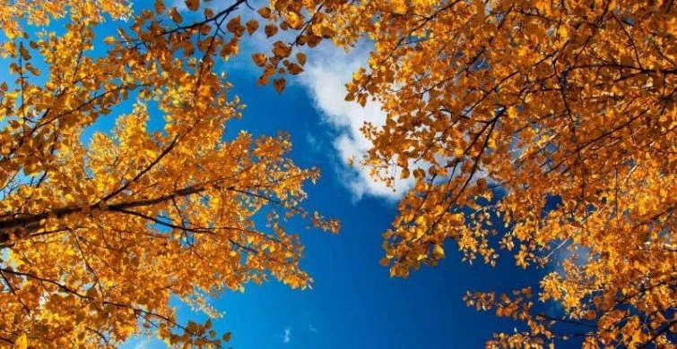 Святого Иерофея Афинскикого и мученицу Доминиану с дочерями вспоминают 17 октября 2025 года