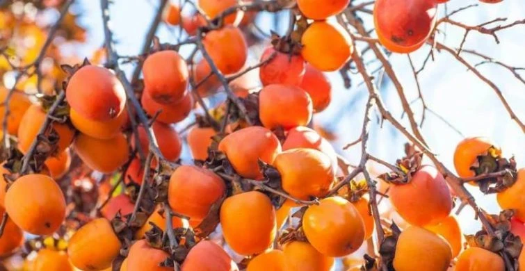 Сила природы: 4 продукта, известные своими антибиотическими свойствами