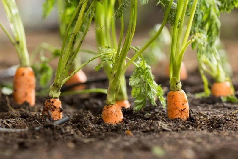 Секреты сбора: когда убирать морковь и свеклу для максимального урожая