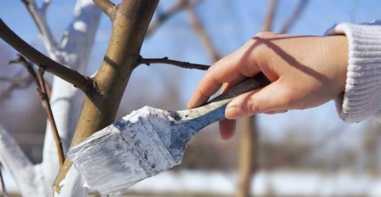 Полезные советы по белке плодовых деревьев в осенний период