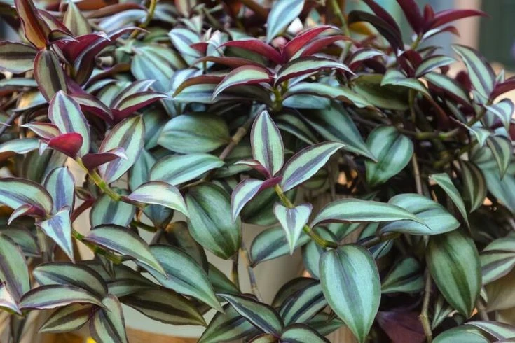 «Бабьи сплетни» или «камнеломка»: стоит ли держать традесканцию дома