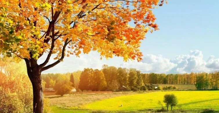 Какие праздники отмечаются в России 25 октября 2025 года