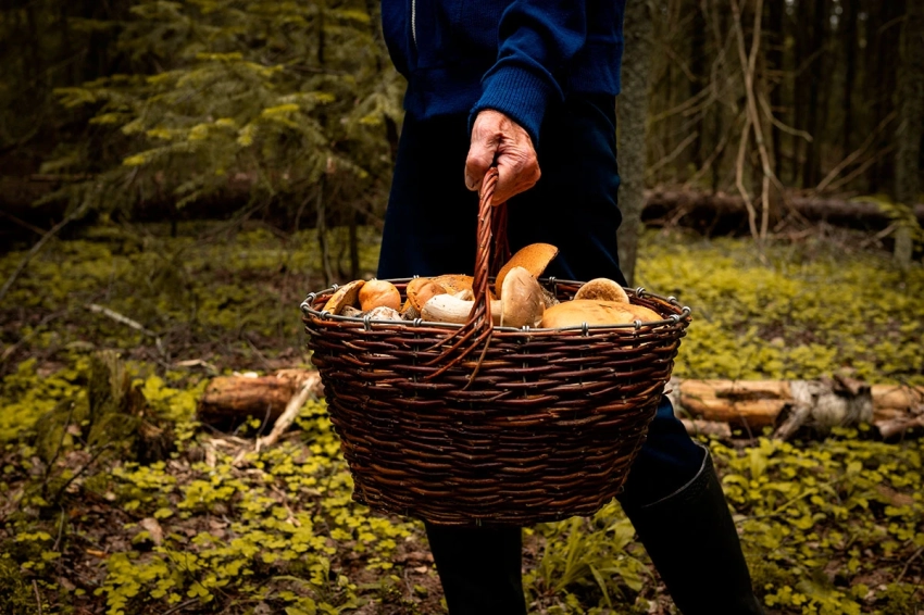 Смертельно опасны: как не ошибиться при сборе грибов