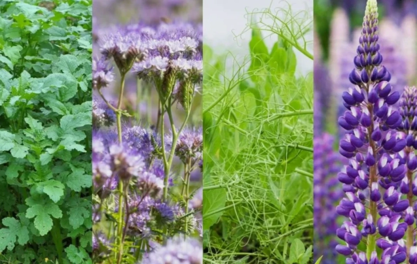 Умный огород: какие сидераты посеять под зиму, чтобы оздоровить почву после картофеля