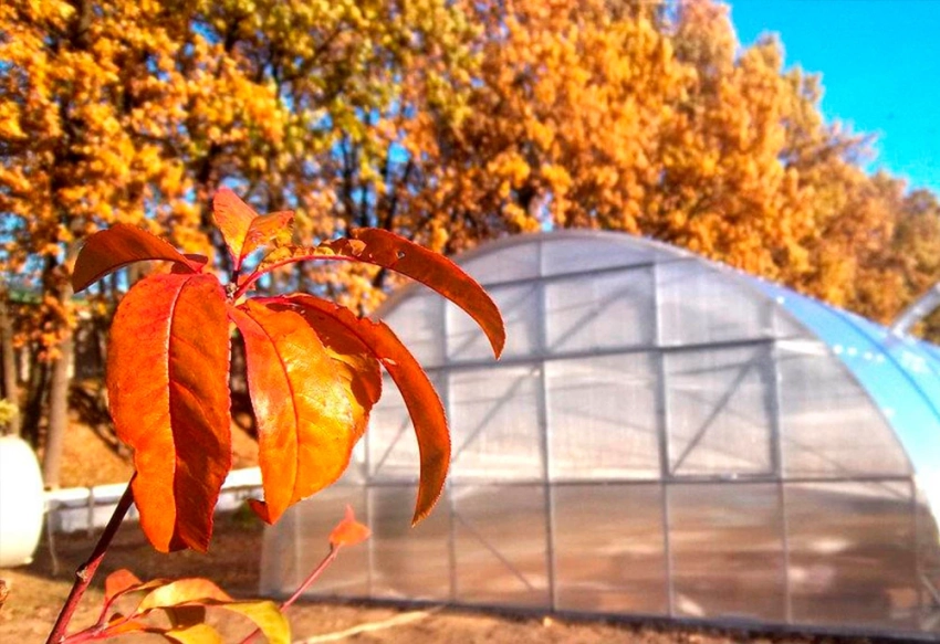 Советы агронома, как подготовить дачу к зиме: чек-лист с дозировками и сроками
