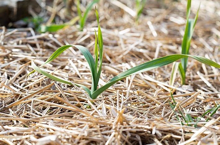 Действительно ли стоит накрывать озимый чеснок и лук, и чем лучше это сделать