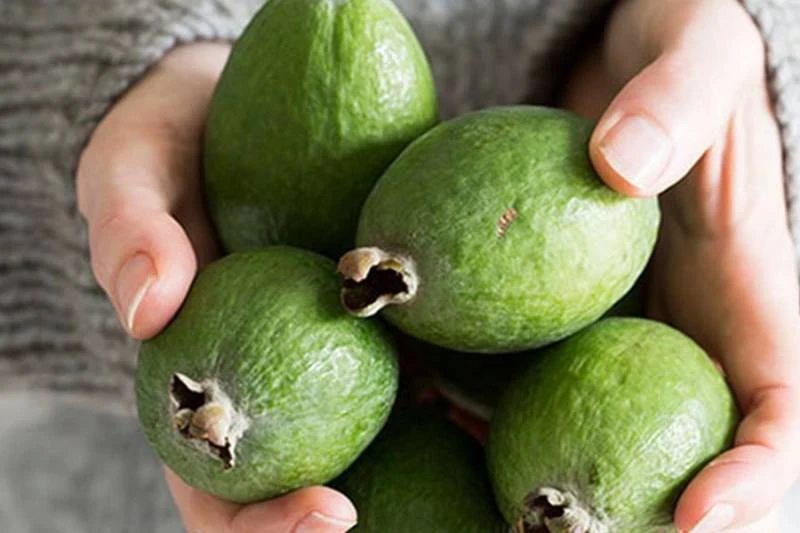 Фейхоа: натуральный источник йода по версии диетолога Чехониной