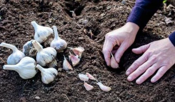 Рекомендации по укрытию грядок с чесноком и луком в зимний период