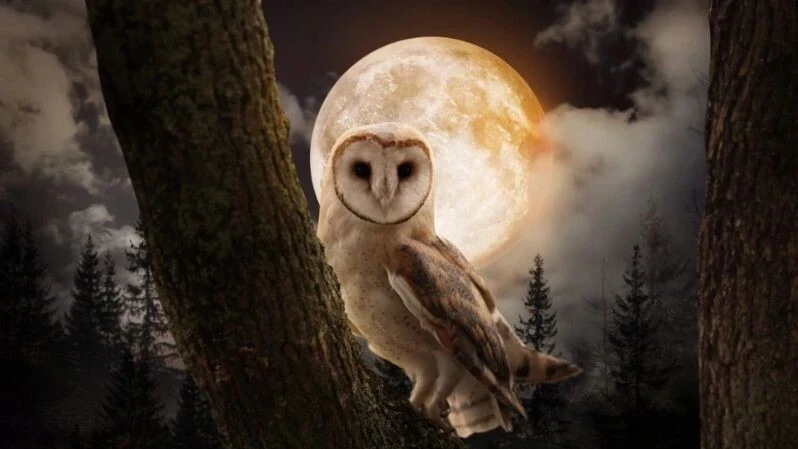 Суперлуние в Тельце, или Охотничья Луна: как 5 ноября 2025 года повлияет на знаки зодиака