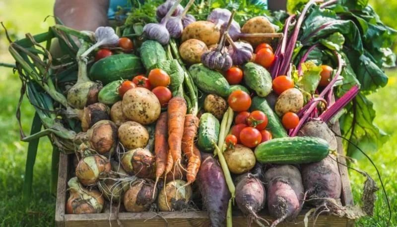 Оптимальные температуры для хранения овощей: от корнеплодов до листовых культур