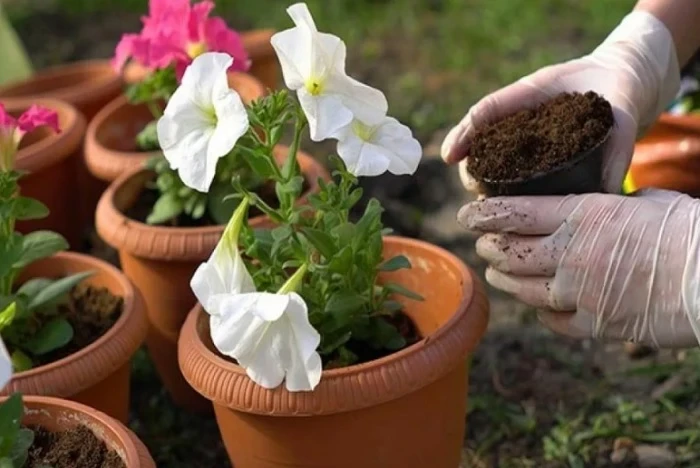 Какую простую подкормку можно внести для петуний на зиму для активного цветения