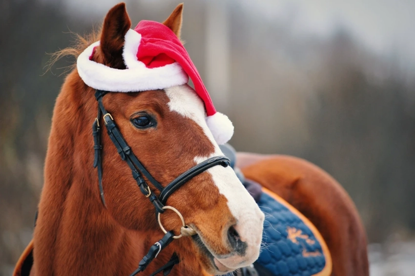 Блюдо из конины в год Огненной Лошади: чем грозит такой выбор, рассказала маг