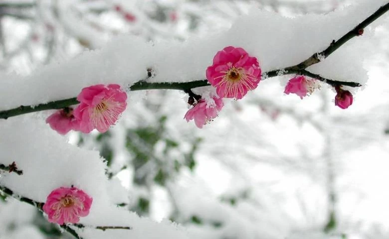 Приметы и поверья о природе и поведении животных на 25 декабря 2025 года