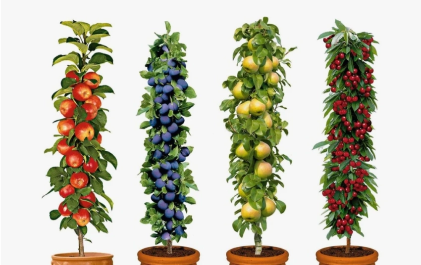 Мини-сад на подоконнике: какие фруктовые деревья будут плодоносить дома
