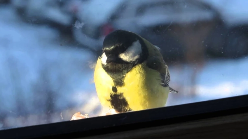 Что означает, если синица залетела в квартиру, о чем предупреждает примета
