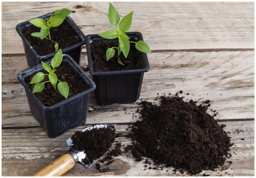 Специалист назвала 7 главных правил выращивания крепкой рассады